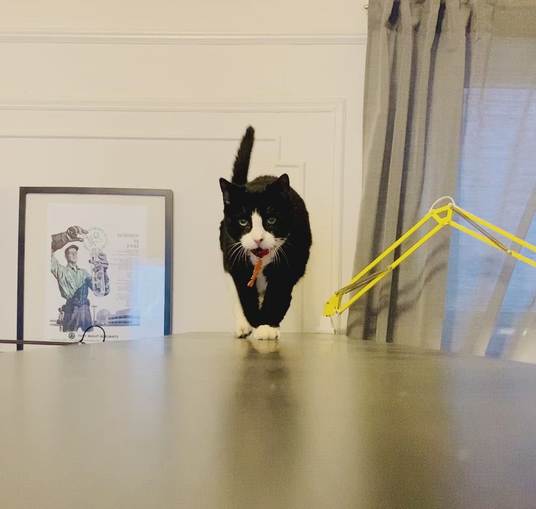 A black and white cat is shown walking towards the camera wearing a collar with a cat tag. The cat tag is shaped like a cartoon fish that has been eaten. The head, tail, and backbone is bright orange. Where the bones would be, there are letters to form the name Eva in white.