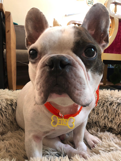 A sweet french bulldog is sitting in a fluffy dog bed and looking up. He is wearing a red collar with a bright yellow dog tag. The dog tag is shaped like a bone and reads FIN in the middle. This tag can be customized to 16 other colors and any pet's name. 