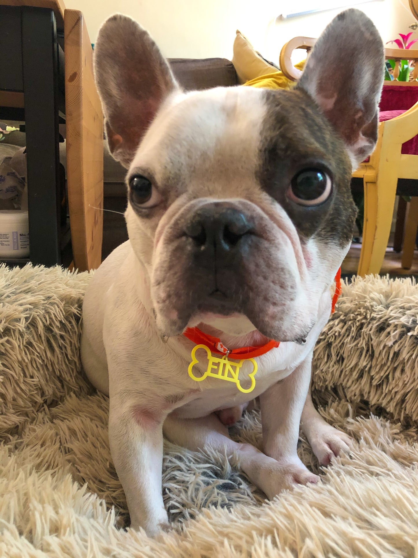 A sweet french bulldog is sitting in a fluffy dog bed and looking up. He is wearing a red collar with a bright yellow dog tag. The dog tag is shaped like a bone and reads FIN in the middle. This tag can be customized to 16 other colors and any pet's name. 