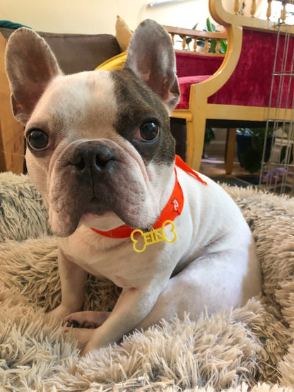 A sweet french bulldog is sitting in a fluffy dog bed and looking up. He is wearing a red collar with a bright yellow dog tag. The dog tag is shaped like a bone and reads FIN in the middle. This tag can be customized to 16 other colors and any pet's name. 