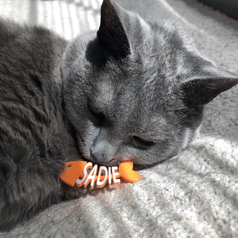 There is a steel grey cat smelling a tag that was placed in front of it. The cat tag is shaped like a cartoon fish that has been eaten. The head, tail, and backbone is bright orange. Where the bones would be, there are letters to form the name Sadie in white.