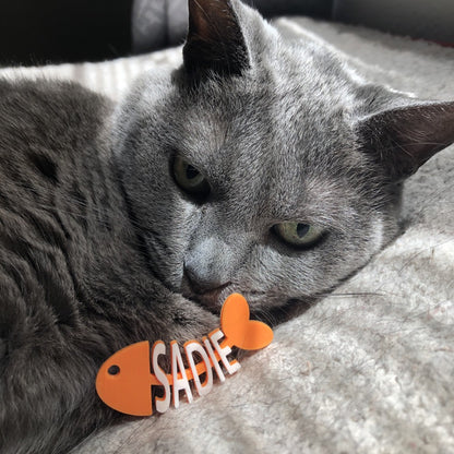 There is a steel grey cat smelling a tag that was placed in front of it. The cat tag is shaped like a cartoon fish that has been eaten. The head, tail, and backbone is bright orange. Where the bones would be, there are letters to form the name Sadie in white.