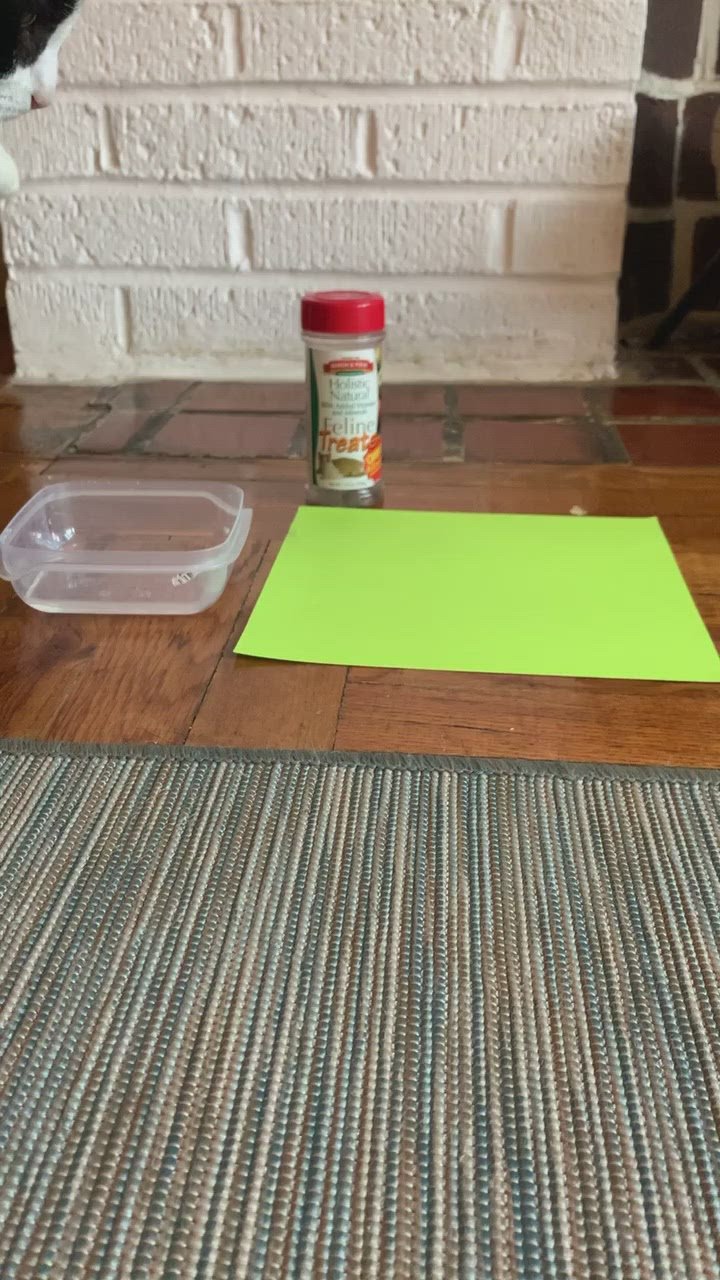 This is a video of how to get a paw print to submit. It shows dipping a cat's paws into a bit of water, then letting her walk across paper and giving her treats. It ends with a close up of the paw print used to make a pendant. 