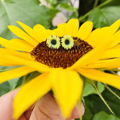 A hand is barely visible holding up a sunflower that has opened up. Sitting in the center of the flower are two R+D studs. They are shaped like sunflower blooms with black centers and detailed yellow petals all around the center. 