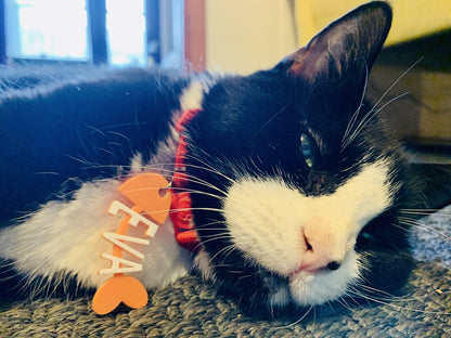 There is a black and white cat laying on its side and slowly falling asleep. Attached to her red collar is a cat tag that looks like a cartoon fish that has been eaten. The head, backbone, and tail is bright orange and the bones are formed from the letters of the cat's name, Eva, in white. 