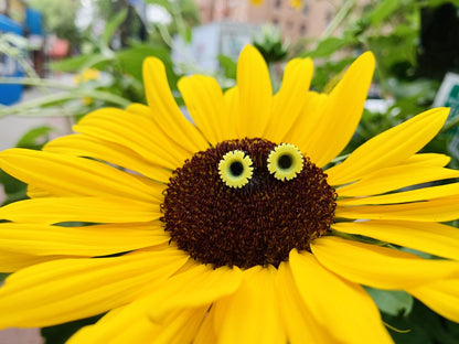 In the center of a large and bright sunflower are two 3D printed R+D studs. They are shaped like sunflowers as well and have black centers with bright yellow petals. 