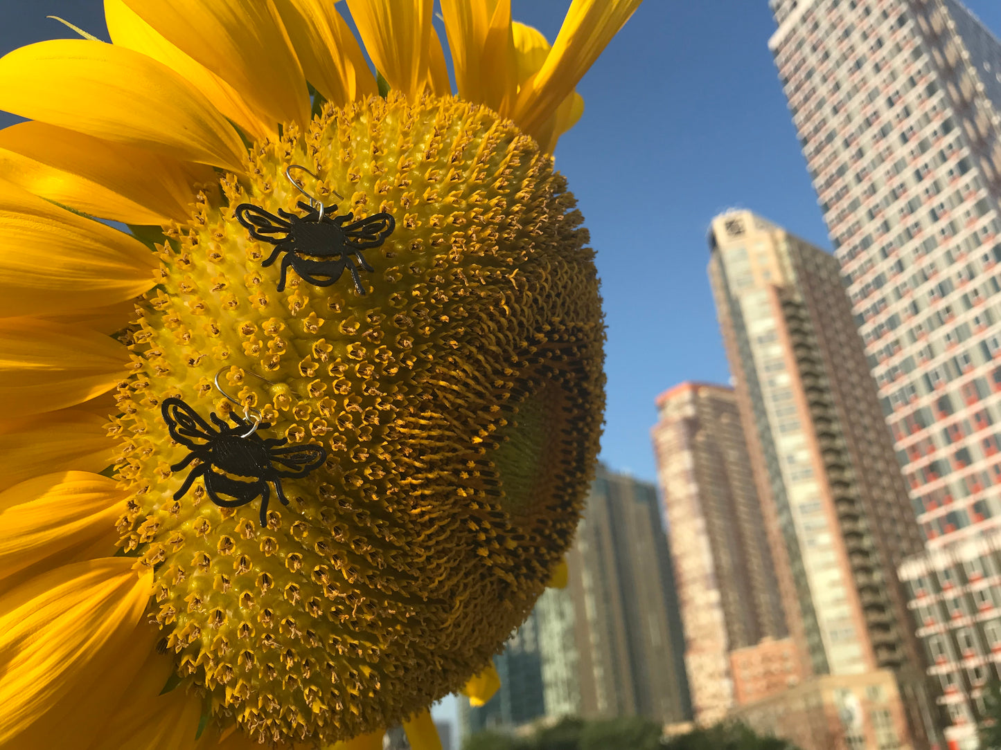 In the foreground is a large yellow sunflower. In the background is a bright blue sky with skyscraper buildings. Hanging off of the sunflower are two R+D earrings; They are shaped like bumble bees straight on; they have delicate veins in the wings and the body includes the quintessential stripes of a bee that are fuzzy for collecting pollen.